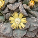 Titanopsis fulleri ©JL Dscf8172.jpg